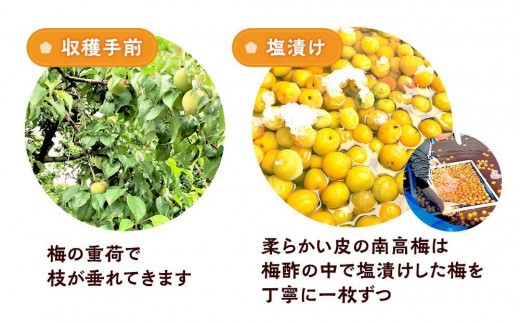 和歌山県白浜町のふるさと納税 訳ありつぶれ 梅干し はちみつ 700g×3パック 塩分 8％