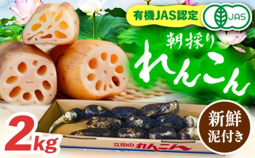＼毎年10月より順次発送／れんこん 2kg 有機JAS認証土付きレンコン 有機栽培 産地直送 野菜 愛西市 / 山三レンコン [AEBK003]