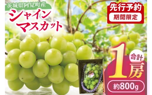 49-01 【先行予約】【2025年10月以降発送】シャインマスカット1房（約800g）【マスカット ぶどう ブドウ 葡萄 フルーツ 果物 くだもの 阿見町 茨城県】