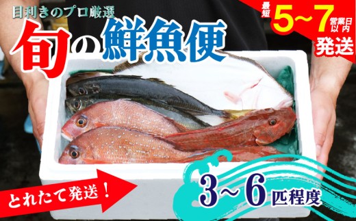鮮魚 旬 獲れたて セット 3～6匹 鮮魚便 海鮮 魚貝類 魚介類 鮮魚 旬 獲れたて セット 詰め合わせ さかな おさかな 魚 海の幸 福袋 FISH ごはん 夕飯 おかず おつまみ 晩酌 米 丼 三陸産 岩手県 大船渡市 549694 - 岩手県大船渡市