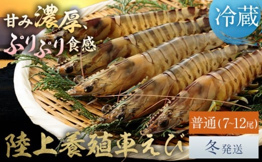陸上養殖 車エビ 東山陸上養殖研究所 普通サイズ 約200g （7~12尾）《冬発送（12月上旬～1月中旬頃出荷）》岡山県 笠岡市 送料無料 えび 海老 車えび 車海老 海産物 魚 刺身 天ぷら エビフライ【配送不可地域あり】（離島）