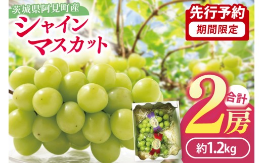 49-02  【先行予約】【2025年10月以降発送】シャインマスカット2房（約1.2kg）【マスカット ぶどう ブドウ 葡萄 フルーツ 果物 阿見町 茨城県】