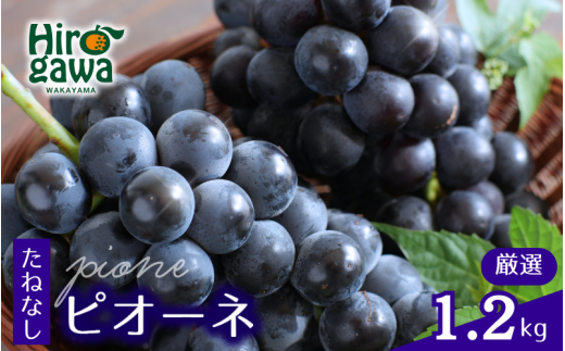 ピオーネ たねなし 1.2kg 厳選 / ぶどう 種無し 甘い 高級 和歌山 ※8月中旬～9月下旬に順次発送 ※北海道・沖縄・離島への配送不可 【tec511-p-1d2A】 2182178 - 和歌山県広川町