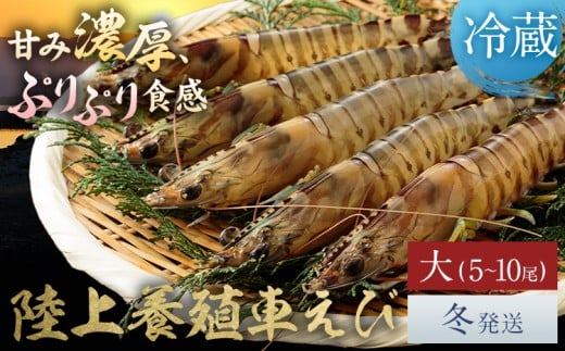 陸上養殖 車エビ 東山陸上養殖研究所 大サイズ（木箱入り） 約200g （5~10尾）《冬発送（12月上旬～1月中旬頃出荷）》岡山県 笠岡市 送料無料 えび 海老 車えび 車海老 海産物 魚 刺身 天ぷら エビフライ【配送不可地域あり】（離島）