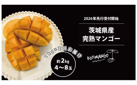 【 先行予約 2026年7月中旬順次発送】 完熟マンゴー 2～4玉×2 ( 約1kg ×2回発送 ) アーウィン マンゴー 茨城県 八千代町 [CX001ya]