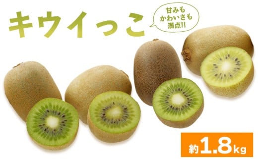 先行予約 キウイフルーツ キウイっこ 約1.8kg  果物 フルーツ キウイ グリーンキウイ デザート スイーツ ケーキ ジュース ゼリー アイス シャーベット ジェラート フルーツ大福 ドライフルーツ  ギフト 家庭用 旬の果物 旬 ビタミンC 美容 健康 お取り寄せ グルメ 人気 おすすめ 香川県 丸亀市