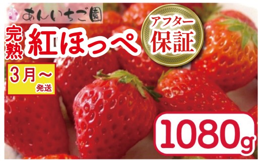 いちご 紅ほっぺ 4パック 1080g  ( 2026年 3月 発送開始 ) 期間限定 人気 果物 フルーツ 新鮮 旬 冬 春 ケーキ ショートケーキ デザート ギフト 贈り物 贈答 イチゴ 苺 ストロベリー 徳島県 吉野川市 あんいちご園