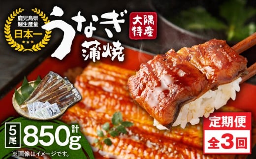 2488 【定期3回】大隅特産うなぎ蒲焼5尾（850g）【国産】　KN060-T12