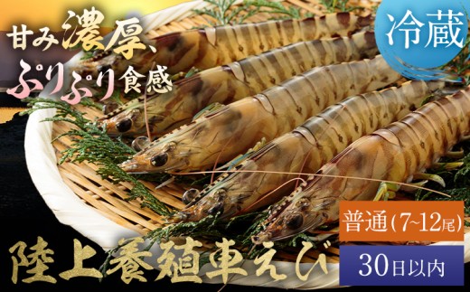 陸上養殖 車エビ 東山陸上養殖研究所 普通サイズ 約200g （7~12尾）《30日以内に出荷予定(土日祝除く)》岡山県 笠岡市 送料無料 えび 海老 車えび 車海老 海産物 魚 刺身 天ぷら エビフライ【配送不可地域あり】（離島）