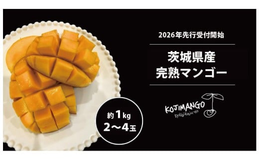 [ 先行予約 2026年7月中旬順次発送] 完熟マンゴー 約 1kg ( 2〜4玉 ) アーウィン マンゴー 茨城県 八千代町 [CX005ya]