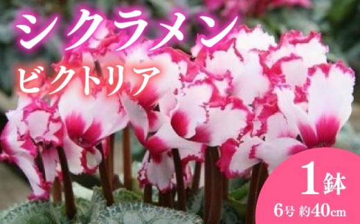 【先行予約】 花 シクラメン 鉢植え ビクトリア 6号 高級感 冬 季節 ガーデン ガーデニング 庭 贈答 プレゼント ギフト 植物 2025年12月初旬より発送開始 オンライン決済限定 [4565502]