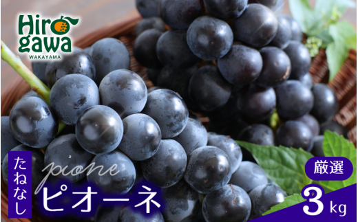 ピオーネ たねなし 3kg 厳選 / ぶどう 種無し 甘い 高級 和歌山 ※8月中旬～9月下旬に順次発送 ※北海道・沖縄・離島への配送不可 【tec511-p-3A】 2182180 - 和歌山県広川町