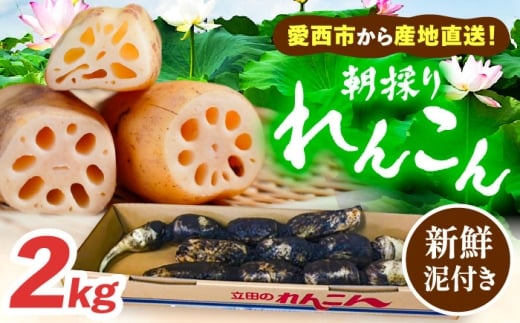 ＼毎年10月より順次発送／れんこん 2kg 土付き鍬掘り レンコン 蓮根 産地直送 野菜 愛西市 / 山三レンコン [AEBK001]