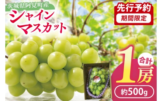 49-06 【先行予約】【2025年10月以降発送】シャインマスカット1房（約500g）【マスカット ぶどう ブドウ 葡萄 フルーツ 果物 阿見町 茨城県】