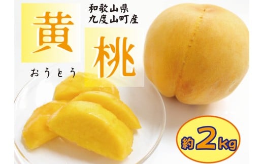 和歌山の黄桃(黄貴妃) 約2kg 【濃厚】 先行予約【2025年9月上旬～中旬発送】/ 桃 黄桃 フルーツ 果物 9月 甘い ジューシー もも 和歌山 2239537 - 和歌山県かつらぎ町
