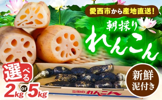 [選べる容量]＼毎年10月より順次発送/れんこん 土付き鍬掘り レンコン 蓮根 産地直送 野菜 愛西市 / 山三レンコン [AEBK001]