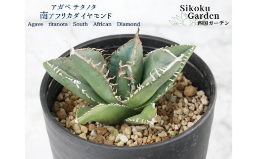 アガベ・チタノタ 「南アフリカダイヤモンド」 3.5号鉢 数量限定 四国ガーデン 人気 多肉植物  四国ガーデン 人気 観葉植物 グリーン リラックス ｜D49