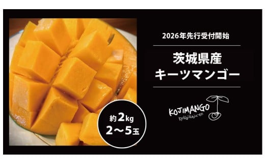 【 先行予約 2026年9月中旬順次発送】 完熟マンゴー 約2kg ( 2～5玉 )  キーツ マンゴー 茨城県 八千代町 [CX007ya]