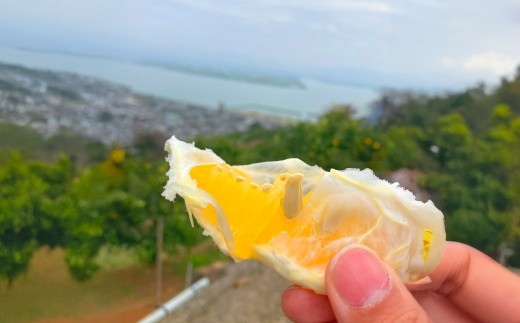 【2026年3月上旬発送開始】熊本県宇城市不知火町海沿いの段々畑で作った「オレンジ（のむちゃん1号） 」約3kg（12-18玉）