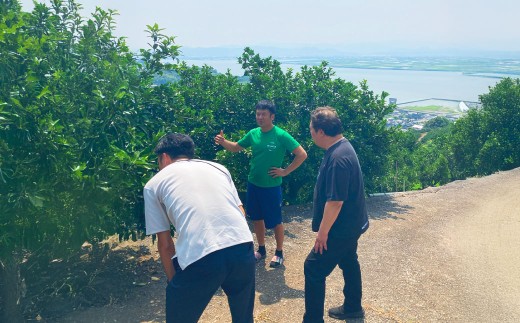 【2026年3月上旬発送開始】熊本県宇城市不知火町海沿いの段々畑で作った「オレンジ（のむちゃん1号） 」約3kg（12-18玉）