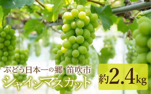 見晴し園 農家直送!大満足シャインマスカット2.4kg!いっぺんよばれてみろし♡ 004-017
