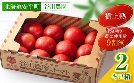 ＜北海道産＞樹上熟3段採り 桃太郎トマト / 正品2kg箱(10～14玉入)【1472504】