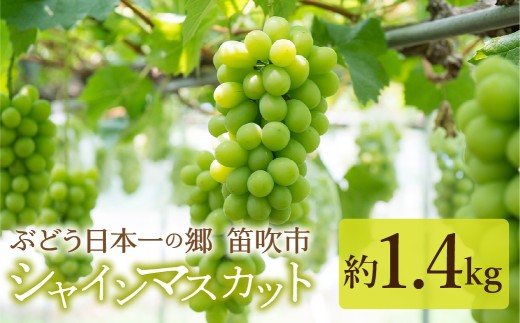 見晴し園 農家直送!喜ばれるシャインマスカット1.4kg!いっぺんよばれてみろし♡ 004-018