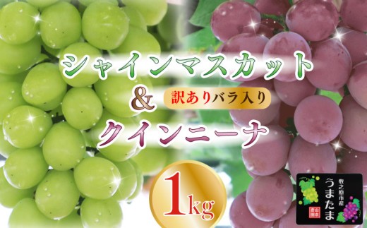 訳あり バラ入り クイーンニーナ シャインマスカット 1kg ぶどう ブドウ 葡萄 フルーツ 果物 くだもの 産地直送 農家直送 国産 オススメ おすすめ 美味しい おいしい おやつ デザート アレンジ 果実 自宅用 家庭用 贈答 贈り物 ギフト プレゼント 新鮮 種なし 甘い あまい ジューシー 皮ごと 食べられる 産直 直送 種無し 採れたて たねなし 贈答用 贅沢 山本農園 静岡県 牧之原市 2241087 - 静岡県牧之原市