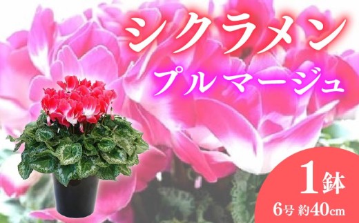 【先行予約】 花 シクラメン 鉢植え 複色系 6号 高級感 溢れる プルマージュ 冬 季節 ガーデン ガーデニング 庭 贈答 プレゼント ギフト 植物 2025年12月初旬より発送開始 オンライン決済限定  [4565563]
