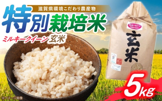 低農薬栽培 ミルキークイーン 玄米5kg 滋賀県長浜市/有限会社もりかわ農場 [AQBL026]