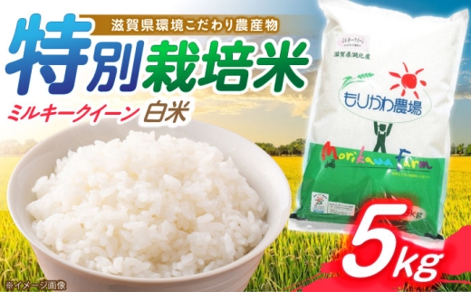 低農薬栽培 ミルキークイーン 白米5kg 滋賀県長浜市/有限会社もりかわ農場 [AQBL027]