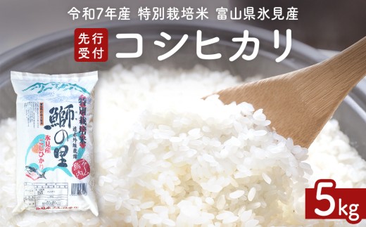 [先行受付]令和7年産 特別栽培米 富山県産コシヒカリ 5kg [9月中旬以降順次発送] 鰤の里 白米 精米 こしひかり 富山県 氷見市