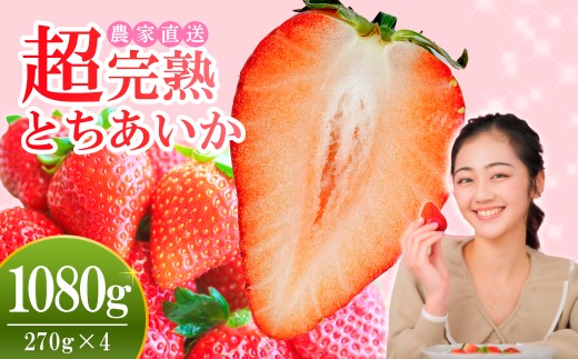 【先行受付：2月以降発送】いちご 小島さんちの完熟 とちあいか レギュラーサイズ 約270g×4パック 合計 約1080g | いちご イチゴ 苺 とちあいか 完熟 大粒 果物 フルーツ くだもの あまい 甘い 産地直送 栃木県産 小島いちご園 栃木県 茂木町