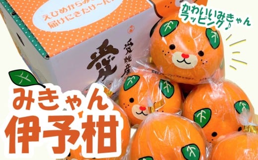 【先行予約】【2026年2月上旬～2月下旬頃発送】 みきゃんいよかん 2kg｜ いよかん 伊予柑 イヨカン みきゃん  柑橘 取り寄せ 甘いみかん ギフト 愛媛県産 ミカン みかん mikan 蜜柑 フルーツ 果物 くだもの お取り寄せ 産地直送 数量限定 人気 おすすめ 送料無料 贈答 ギフト 愛媛県 松山市