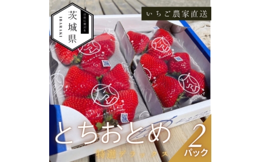 ＜2026年1月順次発送＞風早いちご園  とちおとめ 特選デラックス 2パック【1647797】 2210788 - 茨城県茨城県庁