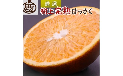 ［先行予約］厳選 樹上完熟はっさく7.5kg+250g（傷み補償分）［有田の春みかん・五月八朔・木生りはっさく］［光センサー選別］