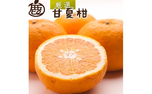 ［先行予約］厳選 甘夏柑10kg+250g（傷み補償分）［初夏のみかん・旬の果物］［有田産］［光センサー食べ頃出荷］
