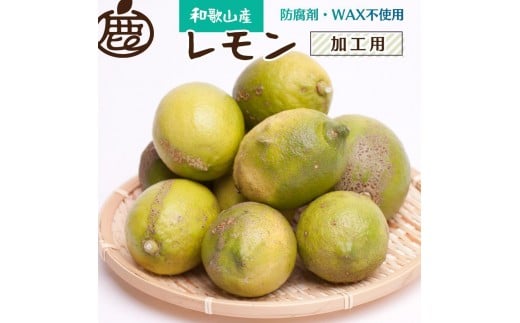 ［先行予約］加工用 レモン10kg+250g（傷み補償分）［和歌山有田産］［防腐剤・WAX不使用、安心の国産レモン］［わけあり・訳ありレモン］