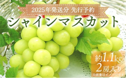 ＜2025年発送分 先行予約＞梅村ファーム 朝摘み直送 シャインマスカット（2房入り 1.1kg以上）【030-a010】