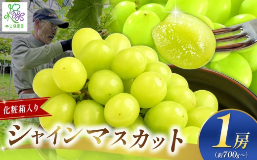 【先行予約】シャインマスカット1房【化粧箱入り】ギフトや贈答用に！【9月中旬頃～順次発送予定】| 果物 くだもの フルーツ 葡萄 ぶどう ブドウ マスカット シャインマスカット ギフト プレゼント 贈答用 化粧箱 長野県 塩尻市