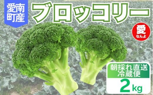 ブロッコリー 2kg 朝採れ 当日 発送 新鮮 採れたて 産地直送 農家直送  国産 野菜 シャキシャキ 食感 茎 まで 甘い 栄養満点 ご家庭用 サラダ スープ お弁当 彩り野菜 旬 の 味覚 離乳食 食事管理中 に おすすめ 緑黄色野菜 冷凍 保存 可能 ストック 便利 人気 期間限定 旬 の 味覚 食卓 へ 愛媛県 愛南町 愛なんよ