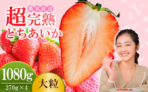 【先行受付：2月以降発送】いちご 小島さんちの完熟 とちあいか 大粒 約270g×4パック 合計 約1080g | いちご イチゴ 苺 とちあいか 完熟 大粒 果物 フルーツ くだもの 甘い あまい 産地直送 栃木県産 小島いちご園 栃木県 茂木町 