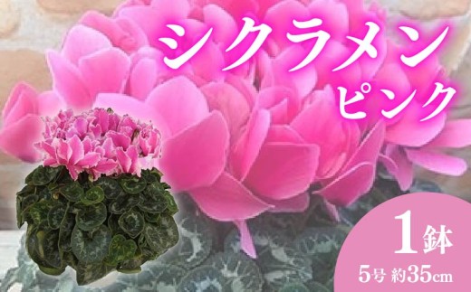 【先行予約】 花 高級 シクラメン 鉢植え ピンク 系 5号 冬 季節 ガーデン ガーデニング 庭 贈答 プレゼント ギフト 植物 2025年12月初旬発送開始 オンライン決済限定 [4905548]