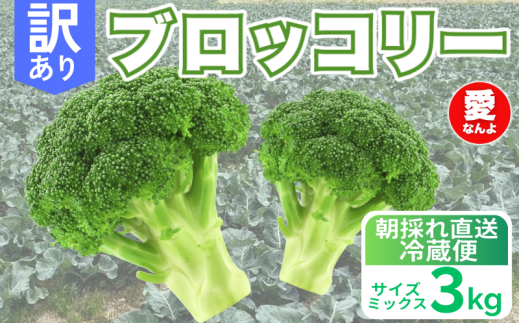 訳あり ブロッコリー 3kg サイズミックス 朝採れ 当日 発送 新鮮 採れたて 産地直送 農家直送  国産 野菜 シャキシャキ 食感 茎 まで 甘い 栄養満点 ご家庭用 サラダ スープ お弁当 彩り野菜 旬 の 味覚 離乳食 食事管理中 に おすすめ 緑黄色野菜 冷凍 保存 可能 ストック 便利 人気 期間限定 旬 の 味覚 食卓 へ 愛媛県 愛南町 愛なんよ