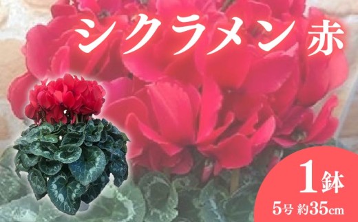 【先行予約】 花 高級 シクラメン 鉢植え 赤 系 5号 冬 季節 ガーデン ガーデニング 庭 贈答 プレゼント ギフト 植物 2025年12月初旬より発送開始 オンライン決済限定 [4905547]