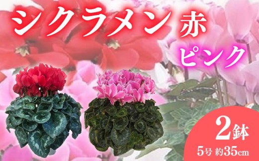 【先行予約】 花 シクラメン 鉢植え 5号 2鉢 2色 セット 冬 季節 ガーデン ガーデニング 庭 贈答 プレゼント ギフト 植物 2025年12月初旬より発送開始 オンライン決済限定 [4565637]