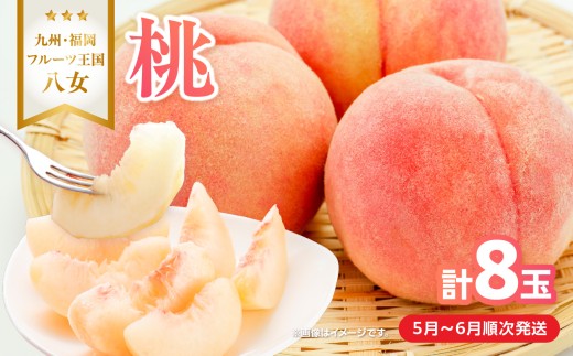 【2026年5月下旬～6月発送】九州・福岡フルーツ王国八女から直送！桃 8玉入り＜配送不可：北海道・沖縄・離島＞ 県 八桃 もも モモ フルーツ くだもの 果物 産地直送 ジューシー 家庭用 自宅用 家族団らん デザート スイーツ作り 福岡女市