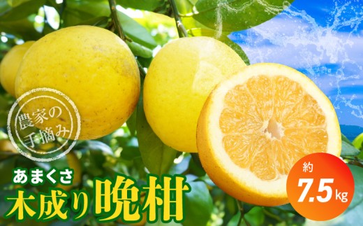 S040-023_【2026.5月発送】農家の手摘みあまくさ木成り晩柑 　約7.5kg 360260 - 熊本県天草市
