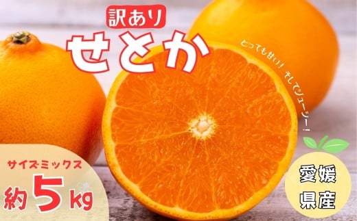 訳あり せとか 5kg ご家庭用 みかん 人気 数量限定 先行予約 愛媛 柑橘 【2026年2月中旬以降順次発送】|B146 940937 - 愛媛県伊予市