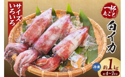 【白イカ 約1kg(4-7杯程度入)不揃い 冷凍】ご入金確認後、順次発送予定 獲れたまま バラ凍結 鮮度抜群 サイズいろいろ 大小さまざま いか イカ 白いか 白イカ 大人気 おすすめ 香美町 香住 山米鮮魚 74-31 2240051 - 兵庫県香美町
